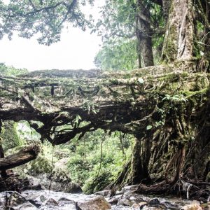 Sustainable Ecotourism in India and Pedagogy in Policy